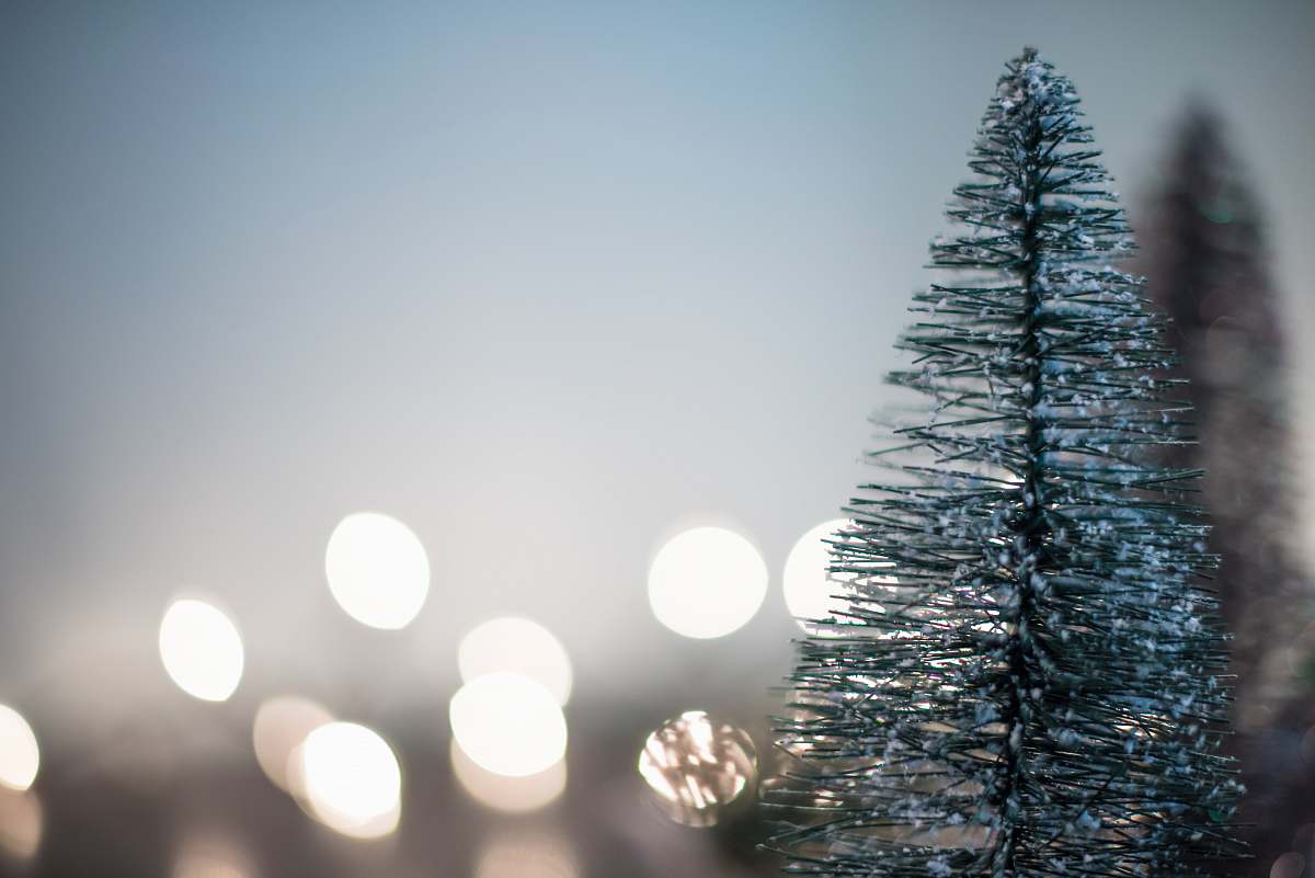 christmas tree green Christmas tree with boke lights background plant